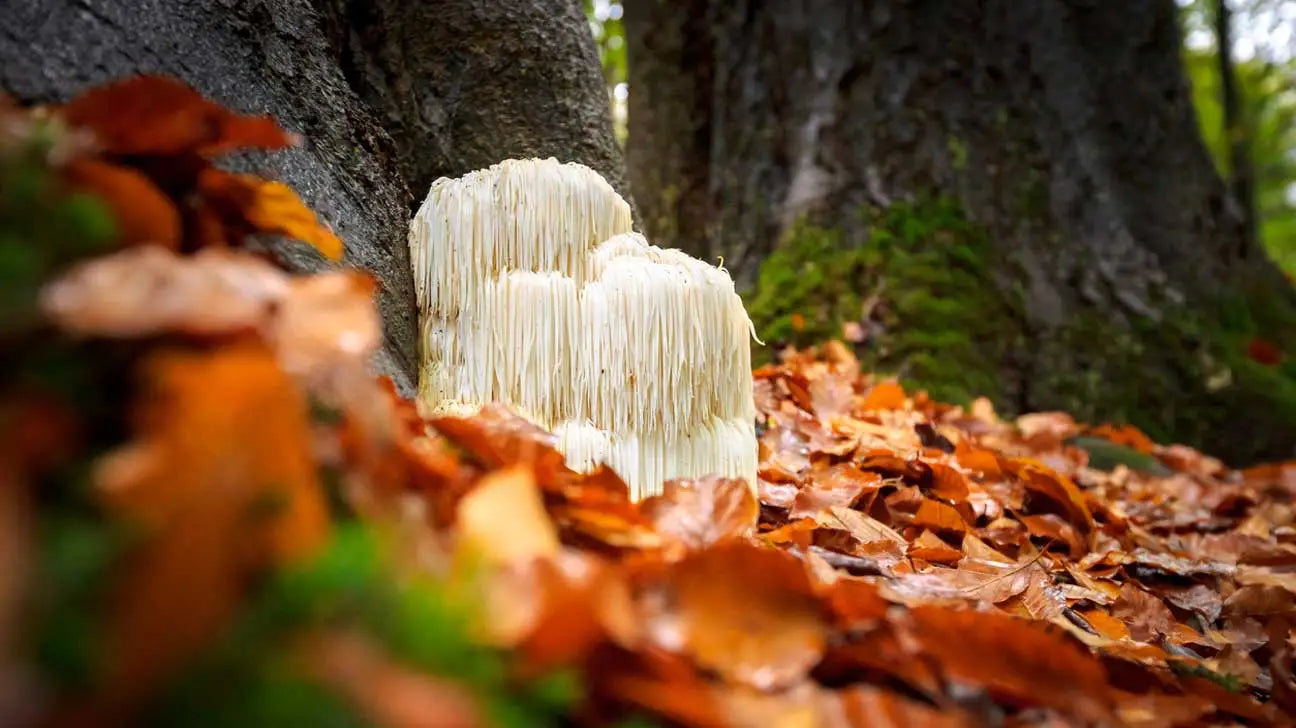 Lion's Mane Mushroom | Memorial Sloan Kettering Cancer Center