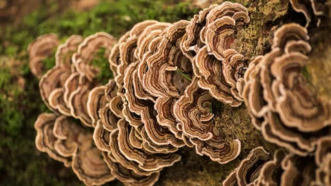 4 Immune-Boosting Benefits of Turkey Tail Mushroom